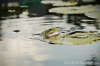 Frog. Wild nature. Frogs in the swamp Stock Photo