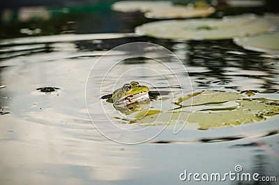 Frog. Wild nature. Frogs in the swamp Stock Photo