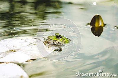 Frog. Wild nature. Frogs in the swamp Stock Photo