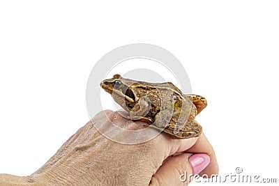 Frog on a womans hand, the concept of finding a partner or taking care of pets, isolated on white Stock Photo