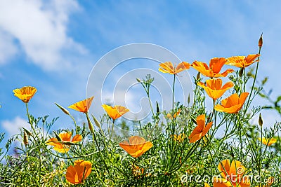 Frog's-eye view of blooming California poppies against a blue sky Stock Photo