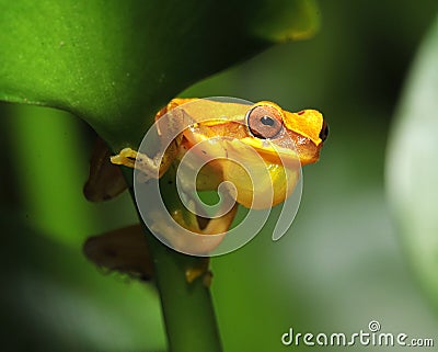 Frog, yellow hourglass tree frog, costa rica Stock Photo