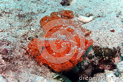 Frogfish Angler Fish Orange Underwater Stock Photo