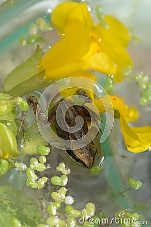 Froglet on flower Stock Photo