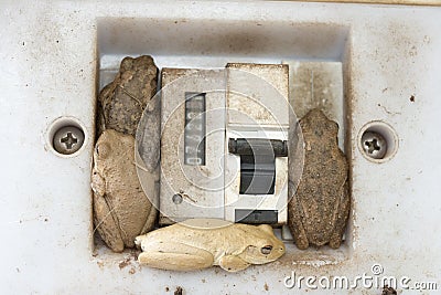 Frogs and cane toads make a home in a light switch Stock Photo