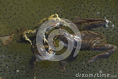 Frogs on garden pond Stock Photo