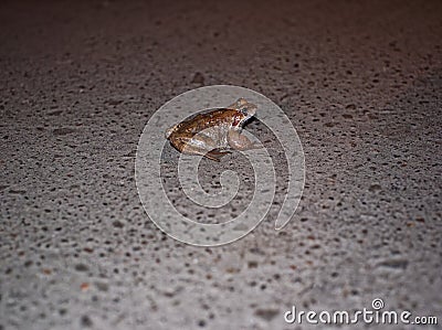 Frogs jump across the road at night in spring Stock Photo