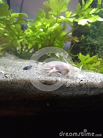 Albino African Clawed Frog Wild Amphibious Stock Photo