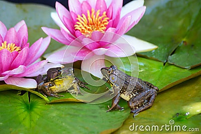 Frogs sit on lilly pad among flowers. Stock Photo