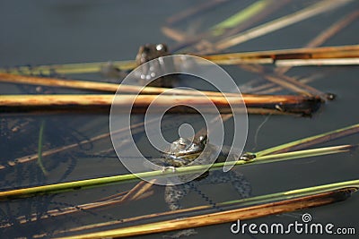 Frogs with spawn Stock Photo