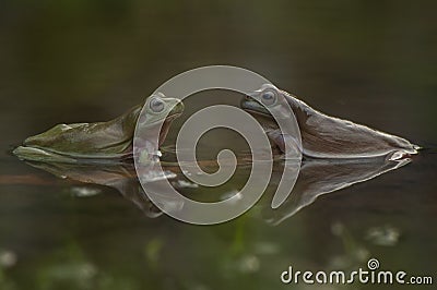 Frogs on the water Stock Photo