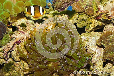 Frogspawn Coral (Polyp) Stock Photo
