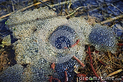 Frogspawn floating in muddy pond early spring nature details Stock Photo