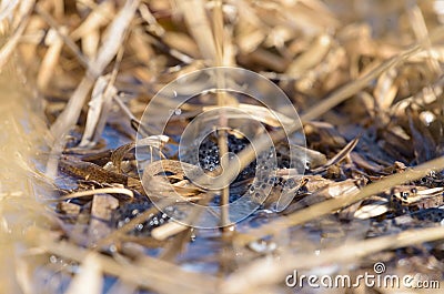 Frogspawn in a lake water surrounded by reed leaf Stock Photo