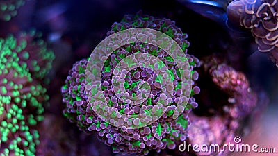 Frogspawn LPS Coral Stock Photo