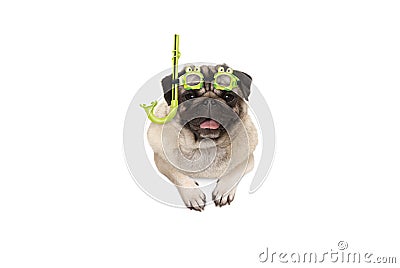 Frolic smiling pug puppy dog with green snorkel and goggles, ready to dive, isolated Stock Photo