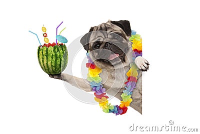 Frolic summer pug dog with hawaiian flower garland, holding watermelon cocktail with umbrella and straws Stock Photo