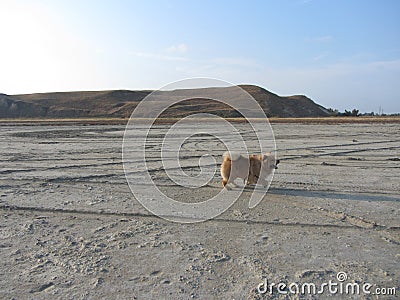 Frolicking Chow Stock Photo