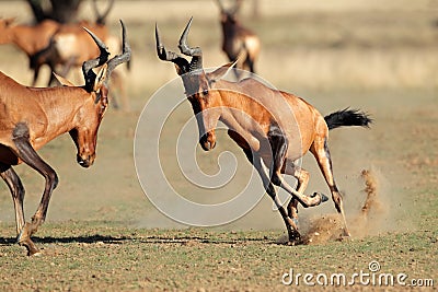 Frolicking red hartebeest Stock Photo