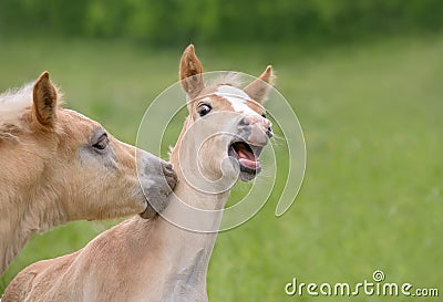 Frolicsome Haflinger foals play together Stock Photo