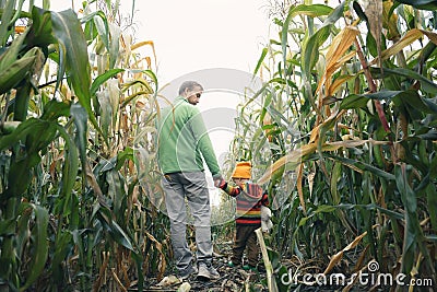 Frome behind father and his little son holding hands and walking across autumn corn field. Fall season, active family, parenting Stock Photo