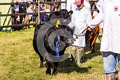Frome, Somerset, UK, 14th September 2019 Frome Cheese Show Dexter cow with rosettes in the livestock parade Editorial Stock Photo
