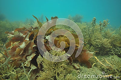 Frond of brown kelp among sea weeds. Stock Photo