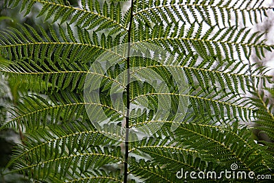 Fronds of the narrow tassel fern Stock Photo
