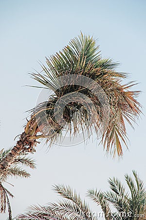 Fronds of a palm tree Stock Photo