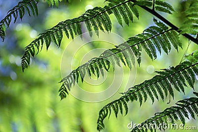 Fronds of tree ferns at a native forest II Stock Photo