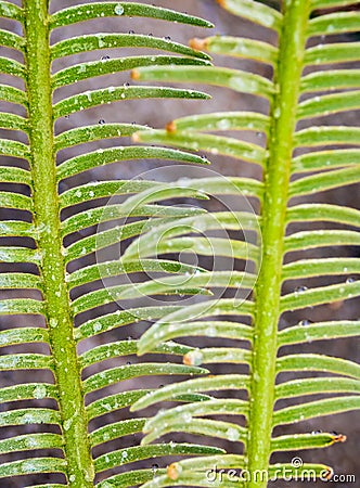 The pinnately compound leaves of Cycas siamensis plant with wate Stock Photo