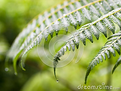 Fronds of Wet ferns Stock Photo