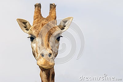 Fronf view of the head of Rothschild Giraffe Stock Photo