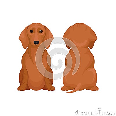 Front and back view of sitting dachshund dog. Small puppy with brown coat and shiny eyes. Flat vector design Vector Illustration