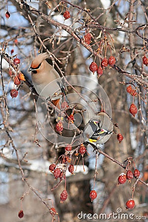 Front and Back Views of Bohemian Waxwings Stock Photo