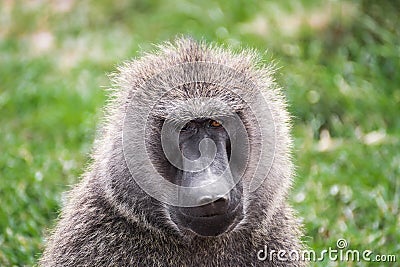 Front close-up view of a baboon with differently colored eyes in the Maasai Mara national park (Kenya) Stock Photo