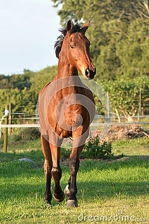 Front full body view of a big bay sport horse Stock Photo