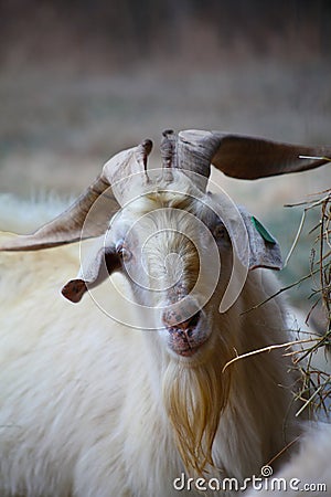 Front on head of a male Kiko goat Stock Photo