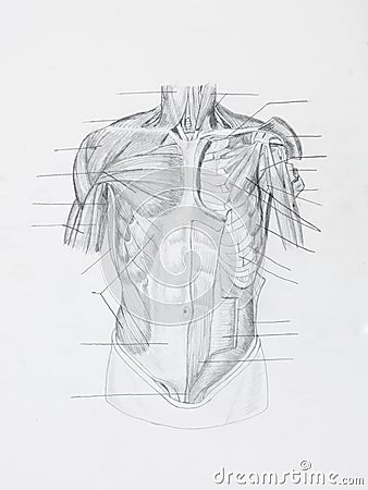Front human muscles pencil drawing Stock Photo