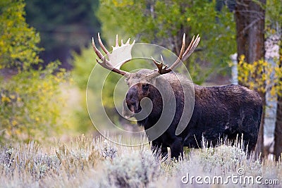 Front Image of Bull Moose with Body Stock Photo