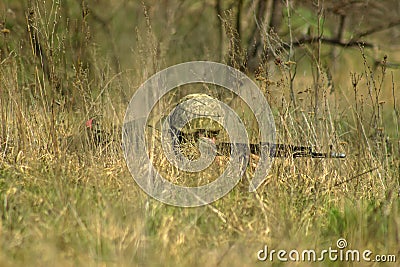 Front Line. Military attack on battlefield from ambush Stock Photo