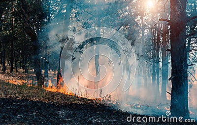 The front line of the spreading forest fire which separates dry grass. Stock Photo