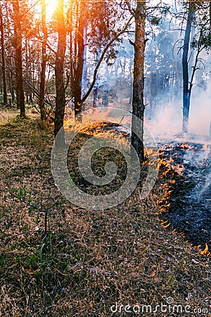 The front line of the spreading forest fire which separates dry grass. Stock Photo