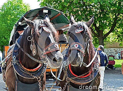 Front photo of horses harnessed to carriage Stock Photo