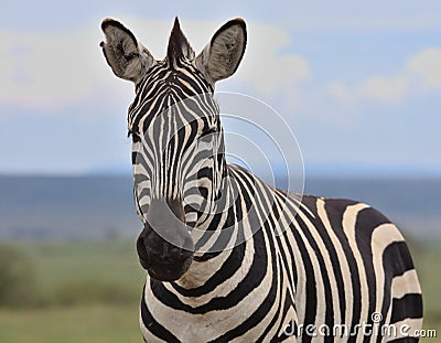 front profile closeup portrait of plains zebra standing alert in the wild savanna of the masai mara, kenya Stock Photo