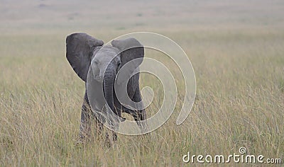 Front profile of cute baby african elephant throwing tantrum in wild savannah of masai mara, kenya Stock Photo