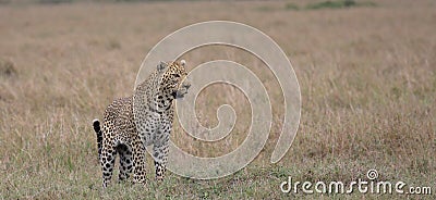 Front profile of male leopard standing alert on the hunt in the wild masai mara kenya Stock Photo