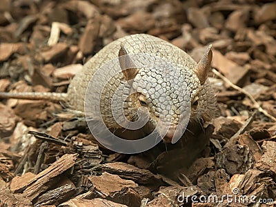 Front on shot of a screaming hairy armadillo Stock Photo