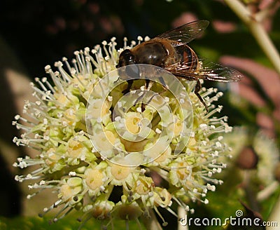 Front and Side View of Hoverfly Eristalis Tenax on Fatsia Flower Stock Photo