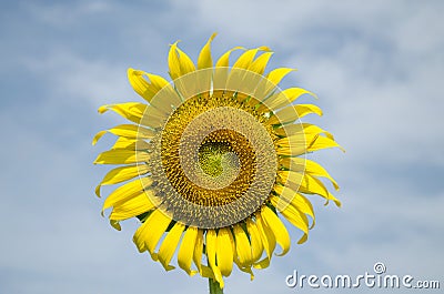 Front SunFlower Blue Sky Background Stock Photo